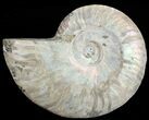 Agatized Ammonite Fossil (Half) #68813-1